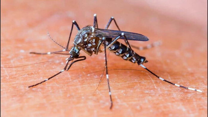 Gejala Chikungunya pada Orang Dewasa yang Perlu Disadari, Cek!