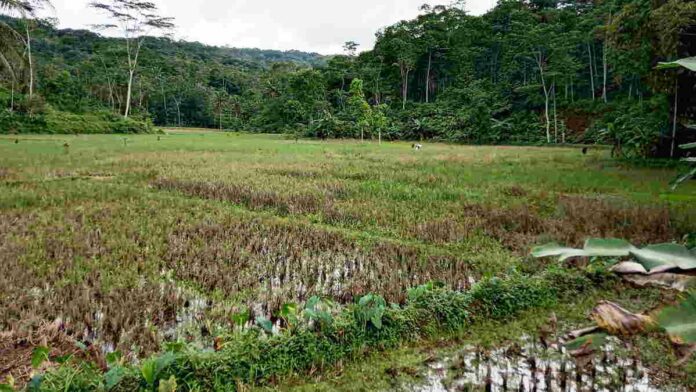 Hama Wereng Cokelat Serang Tanaman Padi di Cieurih Ciamis, Petani Rugi