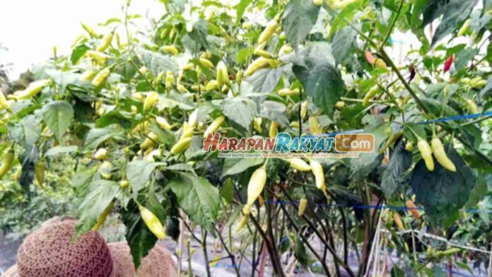 Harga Cabai Makin Pedas Penyuluh Pertanian Pangandaran Beri Saran Ini ke Masyarakat