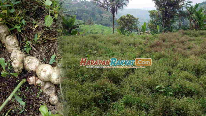 Harga Jahe Gajah Anjlok, Petani Panawangan Ciamis Menjerit