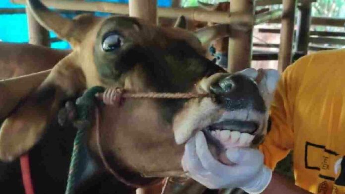 Sapi Ciamis Terinfeksi PMK