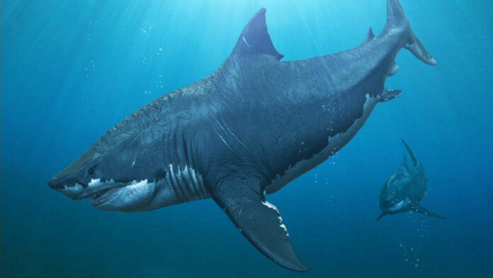 Misteri Punahnya Hiu Megalodon, Monster Air Purba Akhirnya Terungkap?