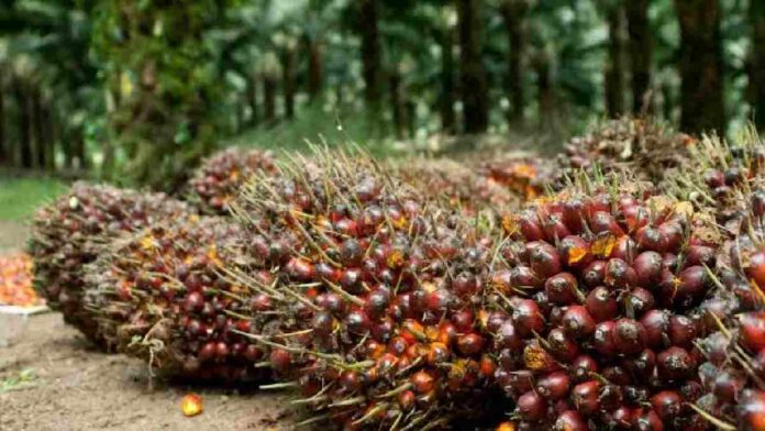 Saham GOZCO Plantations Semakin Turun Sejak Periode Pertama 2022
