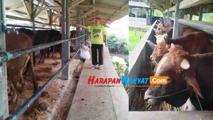 Peternak Sapi