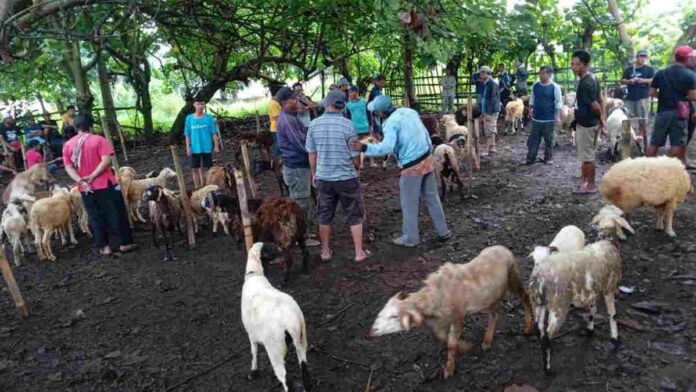 Tak Ditemukan Kasus PMK, Aktivitas Jual Beli Domba di Pangandaran Kembali Normal