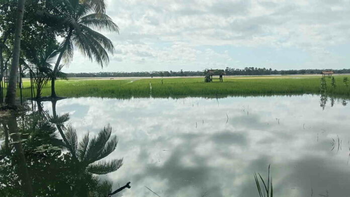 Tanggul Jebol, Ratusan Hektar Sawah di Ciganjeung Pangandaran Terendam Banjir