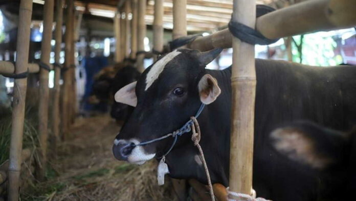 Terhindar dari Wabah PMK, Puluhan Sapi di Desa Mekarbuana Ciamis Laku Terjual