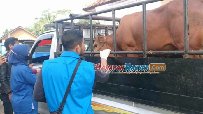 Terindikasi PMK, 10 Sapi Dilarang Masuk ke Pasar Manonjaya Tasikmalaya