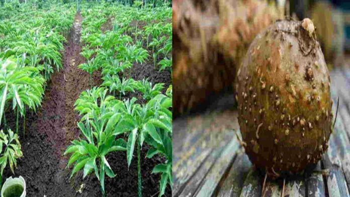 Harga Porang Anjlok