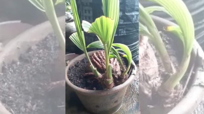 Tunas Kelapa Bercabang Empat