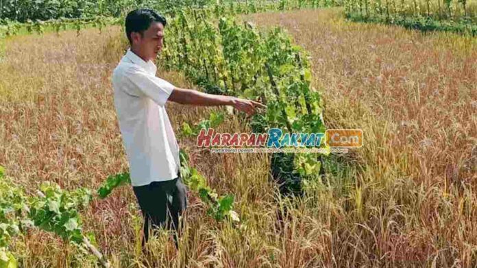 Wabah Wereng Bikin Petani di Banjaranyar Ciamis Resah