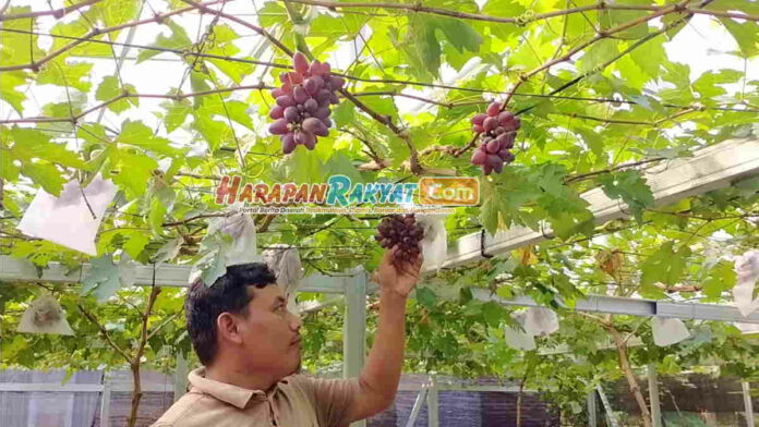 Warga Banjar Sukses Budi Daya Anggur