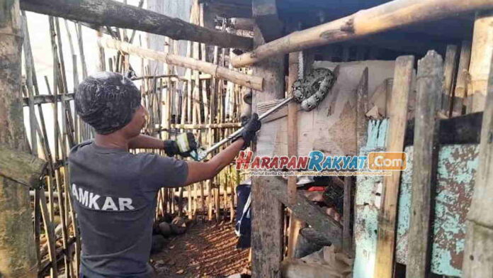 Warga Sindangrasa Ciamis Dikagetkan Ular Sanca Muncul di Kandang Ayam