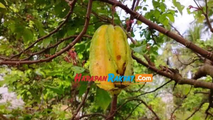 Belimbing Madu