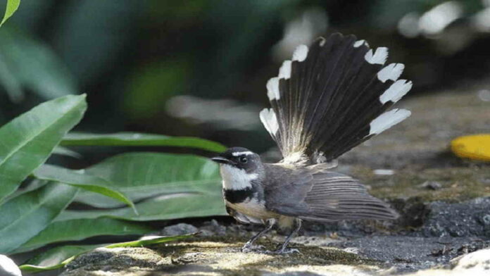 Burung Pemakan Serangga di Indonesia, Ada yang Dipelihara?