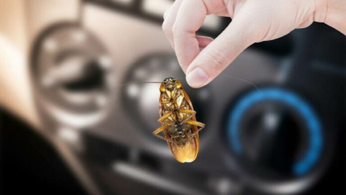 Cara Menghilangkan Kecoa di Mobil dengan Bahan Sederhana