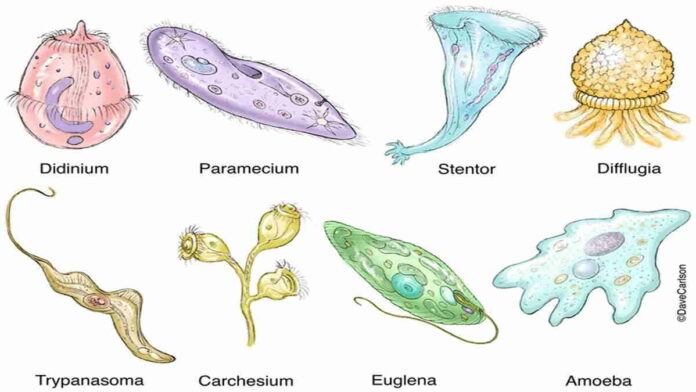 Ciri-Ciri Umum Protista yang Wajib Diketahui, Berikut Ini 5 di Antaranya!