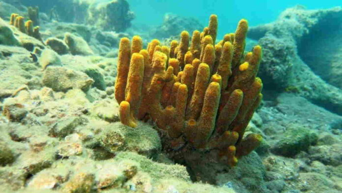 Contoh Hewan Porifera, Invertebrata yang Punya Tubuh Berongga