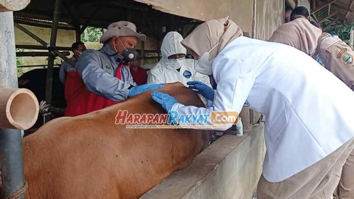 Disnakkan Ciamis Kembali Lakukan Vaksinasi PMK Tahap 2