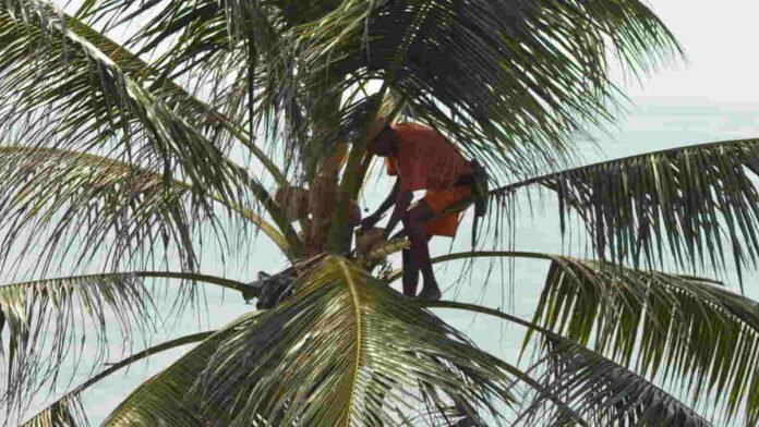 Harga kelapa