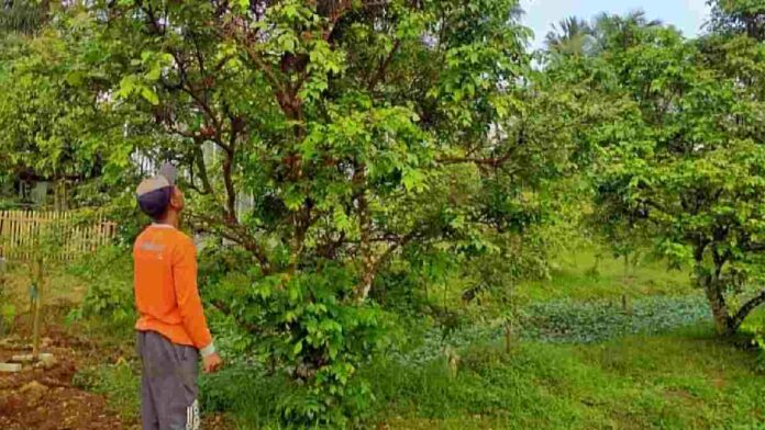 Petani Belimbing Madu