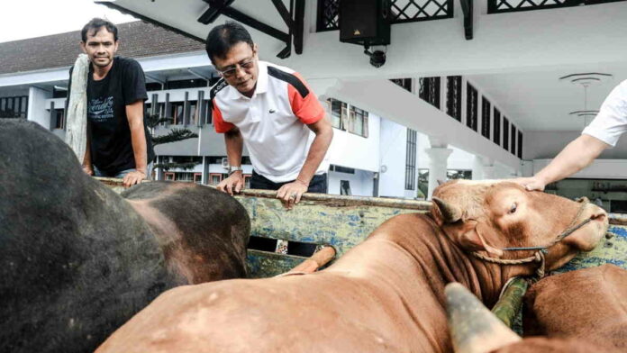 Jelang Idul Adha, Pemkab Ciamis Dapat 3 Ekor Sapi dari Bank Bjb