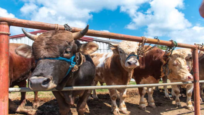 Ketentuan Pembagian Daging Kurban