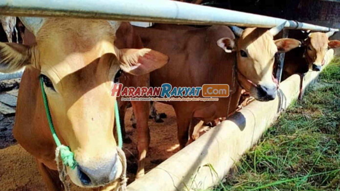 Ketersediaan Sapi Kurban Idul Adha di Kota Banjar Berkurang Drastis