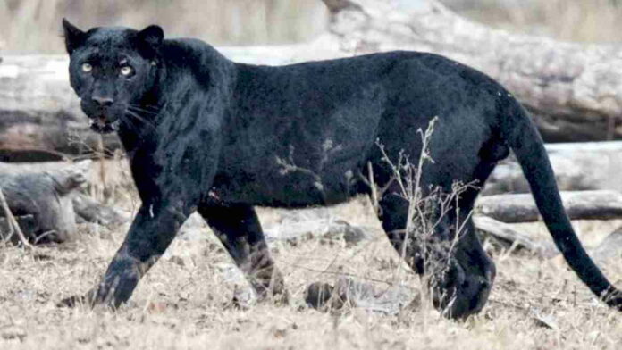 Macan Kumbang Turun Gunung, Warga Ciamis Diimbau Tak Pergi ke Hutan