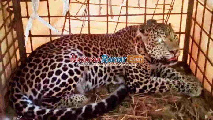 Macan Tutul Turun Gunung, Warga Cikupa Ciamis Resah