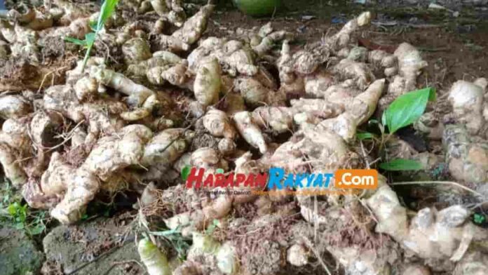 Harga Jahe