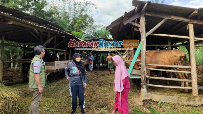 Pastikan Kesehatan Hewan Kurban, Wali Kota Banjar Cek ke Peternak