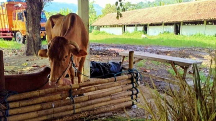 Pengelolaan Pasar Hewan di Kota Banjar Belum Menemui Titik Terang