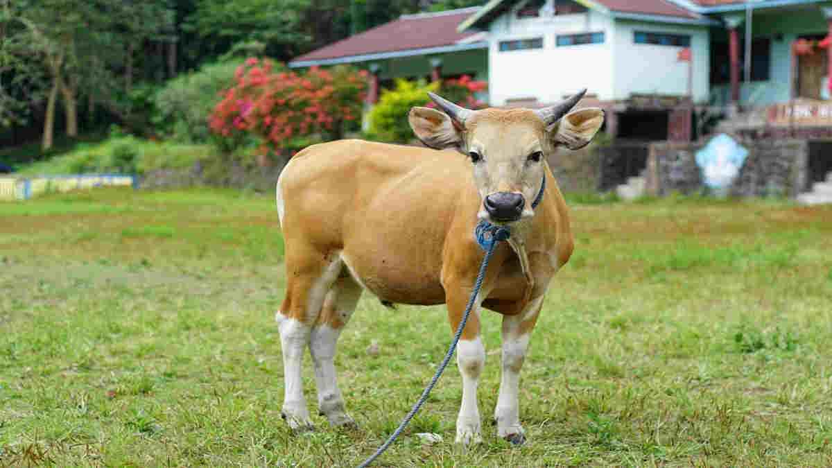 Syarat Sah Qurban