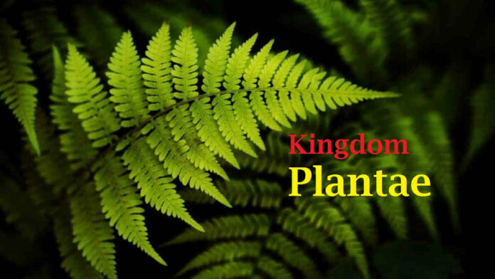 Tumbuhan Kingdom Plantae
