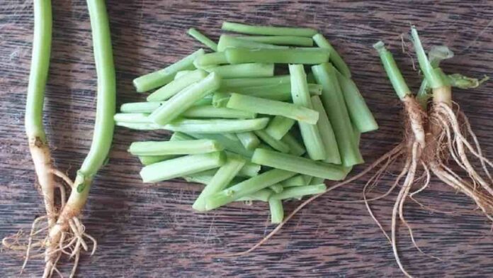 Manfaat Akar Bayam untuk Kesehatan, Mampu Atasi Keputihan!