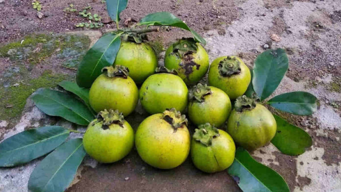 Manfaat Buah Black Sapote Cukup Beragam, Miliki Rasa Unik!