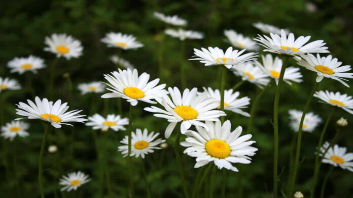 Manfaat Bunga Daisy untuk Kesehatan, Mulai Demam Hingga Flu!