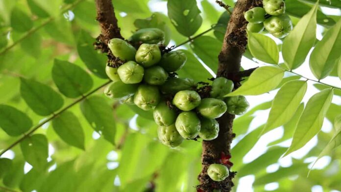 Manfaat Daun Belimbing Wuluh yang Jarang Diketahui Banyak Orang