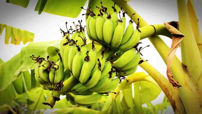 Manfaat Getah Pisang yang Jarang Diketahui oleh Banyak Orang