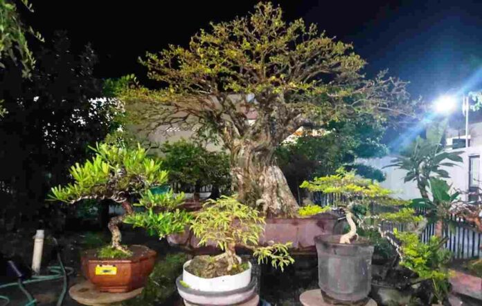 Agrowisata Bonsai Klaten Jawa Tengah
