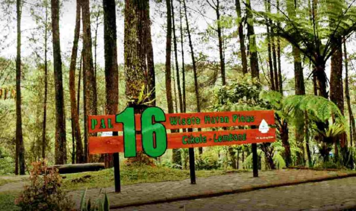 Objek Wisata Hutan Pinus Pal 16 Cikole Lembang Bandung Barat Jawa Barat