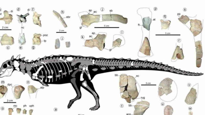 Penemuan Fosil Dinosaurus Berlapis Baja di Selatan Argentina