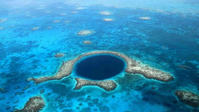 Penemuan Siput Laut Mirip Pisang oleh NHM London