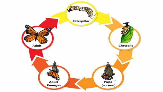 Pengertian Metamorfosis Sempurna, Fase dan Contoh Hewannya