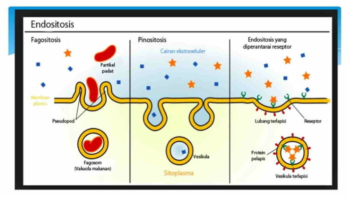 Perbedaan Endositosis dan Eksositosis di Dalam Sel, Apa Saja?