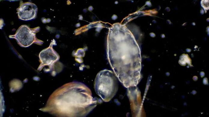 Perbedaan Fitoplankton dan Zooplankton, Berikut 3 Daftarnya!
