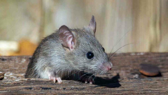 ilustrasi tikus