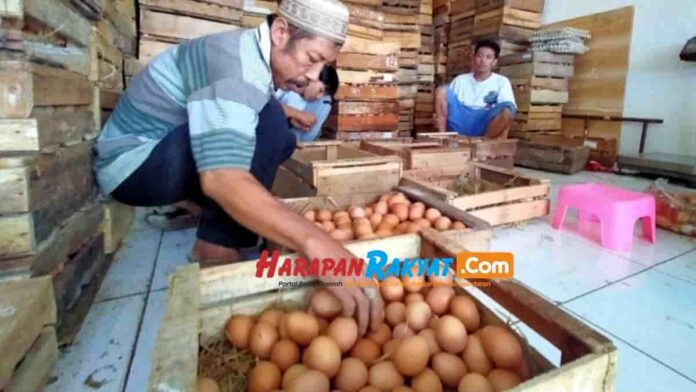 Produksi Minim dan Harga Pakan Pemicu Tingginya Harga Telur di Kota Banjar
