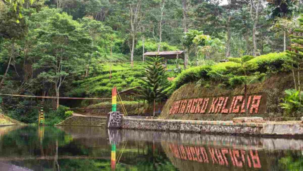 Destinasi Agrowisata Kaligua Brebes Jawa Tengah